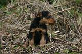 WELSH TERRIER 156